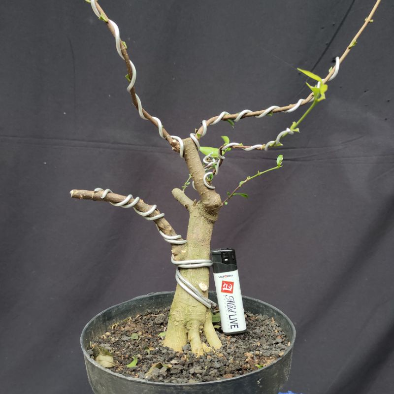 bahan bonsai Anting putri