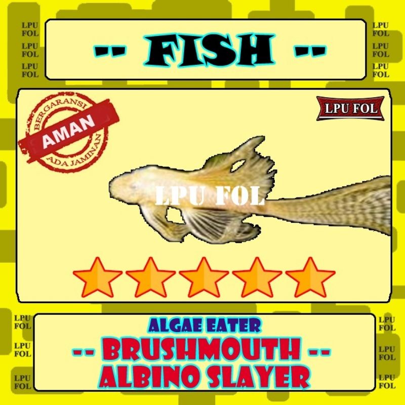 Ikan Brushmouth Albino Slayer - Full Slayer