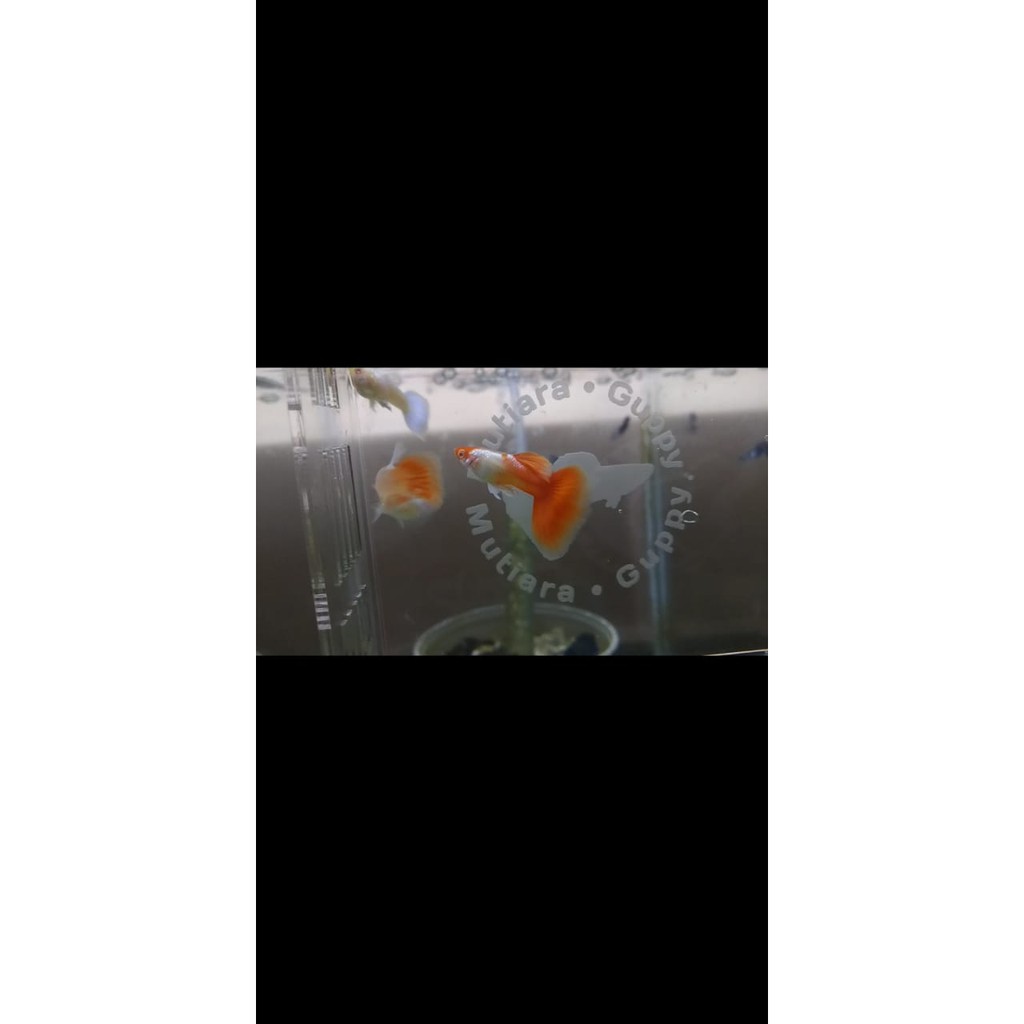 Ikan Guppy Albino Platinum Koi