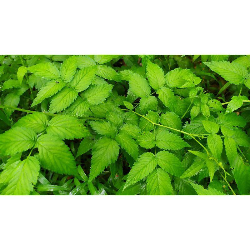 

Daun Arbei Arben Raspberry Obat Herbal 200Gram Murah