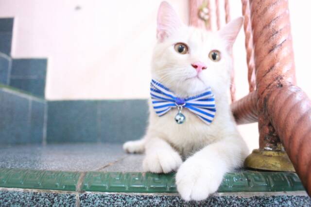 Dasi kupu-kupu blue blaster untuk kucing dan anjing / baju kucing murah meriah kualitas import