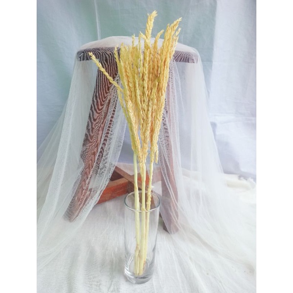 Bunga Kering Jagung Putih /Cream 1 ikat