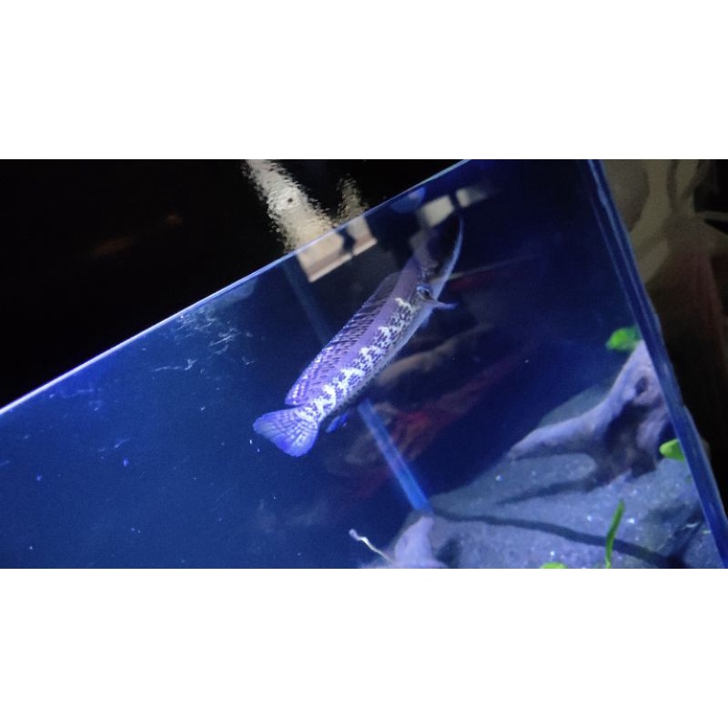 Channa auranti 20-25 cm