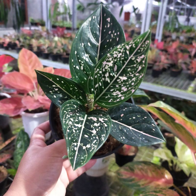 aglonema siti nurhaliza