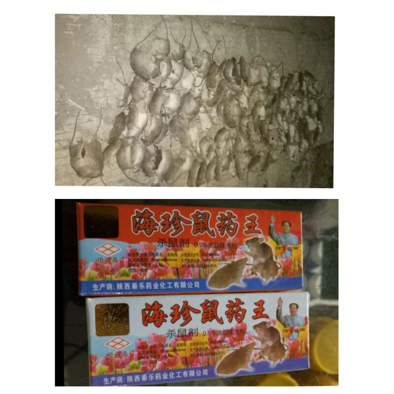 RACUN TIKUS CAIR CINA MAO WANG