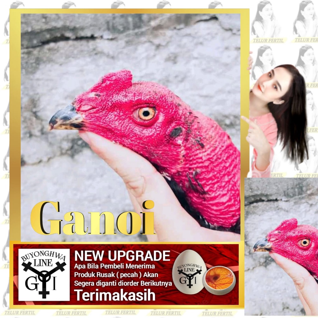 Bibit Anakan Ayam Ganoi Ori Telor fertil Tipe A23 Laskar Buyonghwa patubi manuk