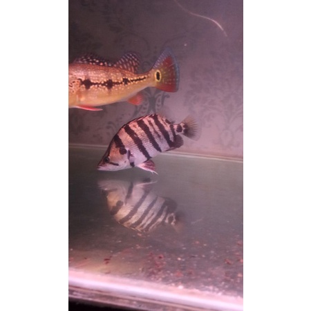 

ikan datz silver 15cm-+