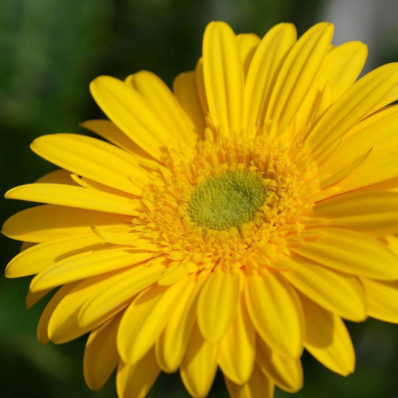 bibit bunga garbera-Kuning