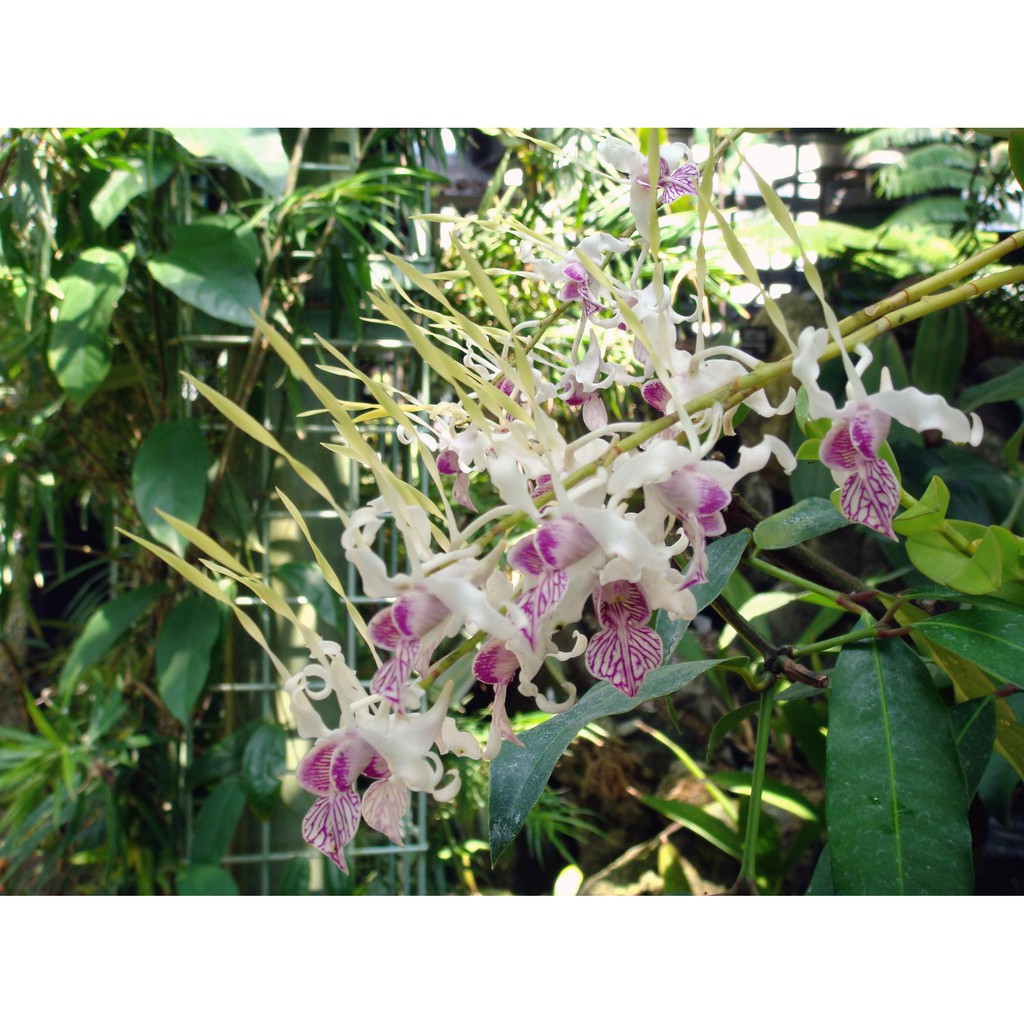 Seedling Dendrobium Stratiotes