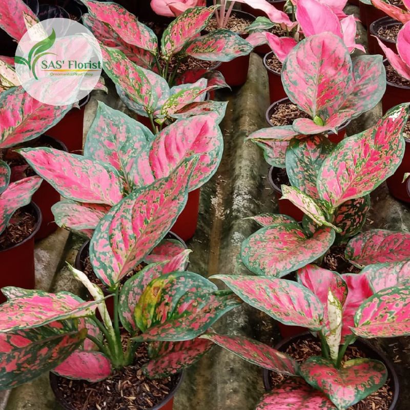 Aglonema Dut Anjamani | aglaonema dut anjamani