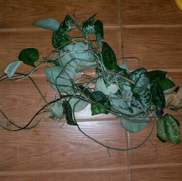 Scindapsus Exotica/sirih Silver