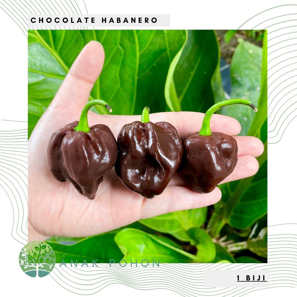 Benih Bibit Biji - Cabai Choco Habanero Cabe Habanero Cokelat Chocolate Pepper Seeds