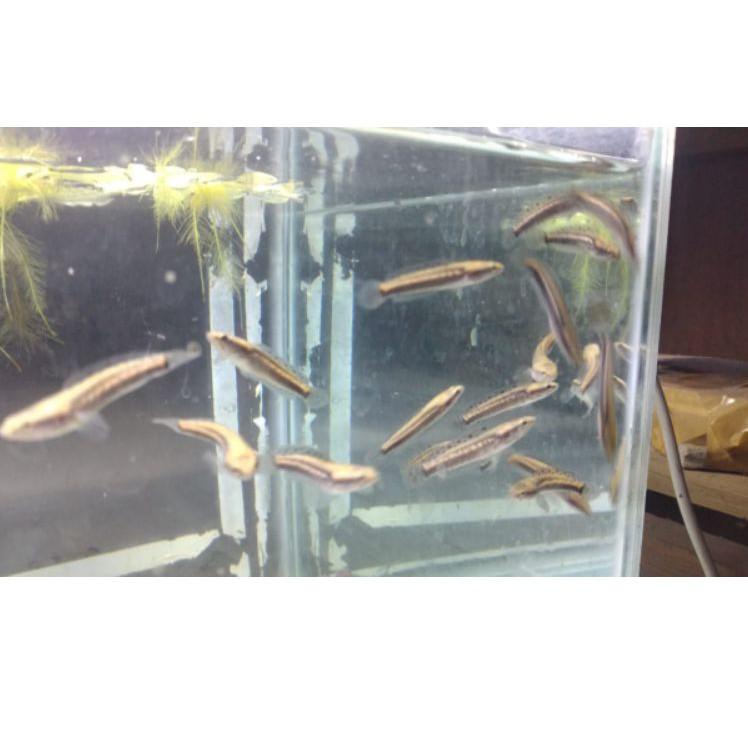 Menarik.. Channa blue pulchra size 6-7cm grade A |free pelet premium blue