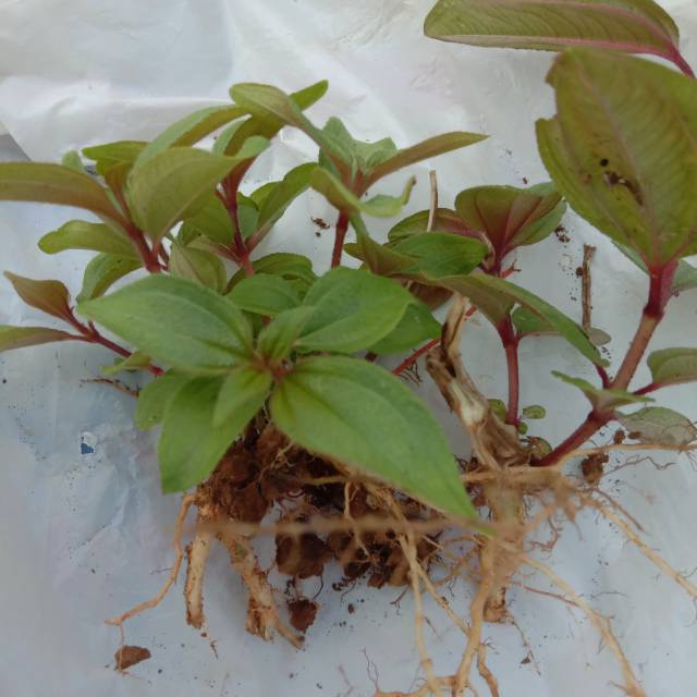 Bibit Tanaman Senggani aquascape