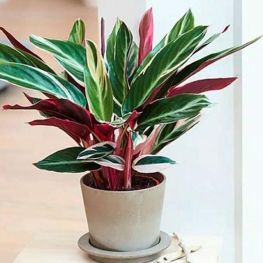 *Terlaris!! paket 4 jenis chalathea tanaman hias hidup tanaman indoor outdoor #