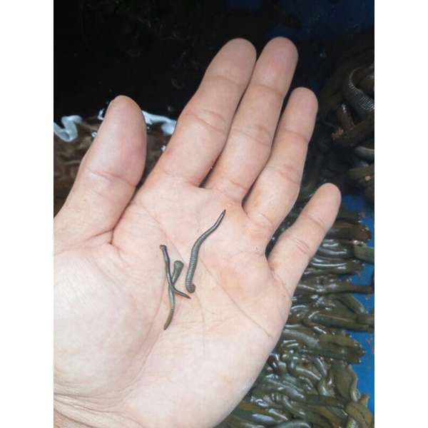 [COD] Lintah terapi Lintah hidup termurah ukuran bebi