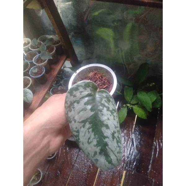scindapsus silver splash