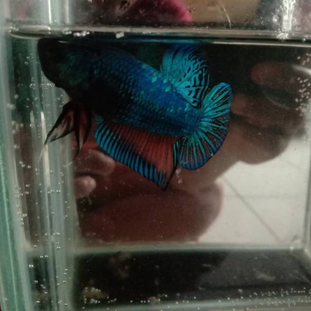Ikan cupang bagan hias Shopee Indonesia Ikan cupang bagan hias Shopee Indonesia