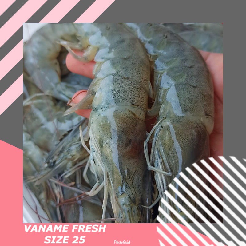 

Udang Vaname Segar AK 25 (size atau ukuran 25an per Kg fresh)