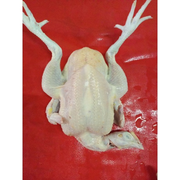 

ayam negeri 1.2 hidupnya