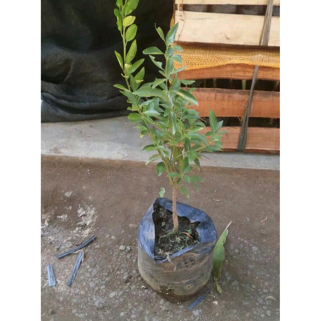 Terbaik Bibit Pohon Jeruk Santang Madu-Tanaman Buah Jeruk Santang Madu Super Bkk