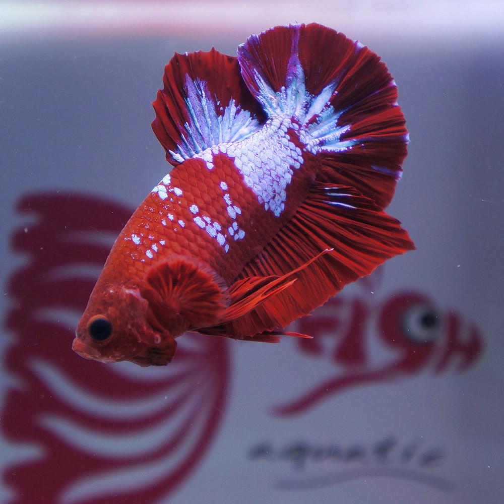 cupang male plakat hell boy jantan merah NOV