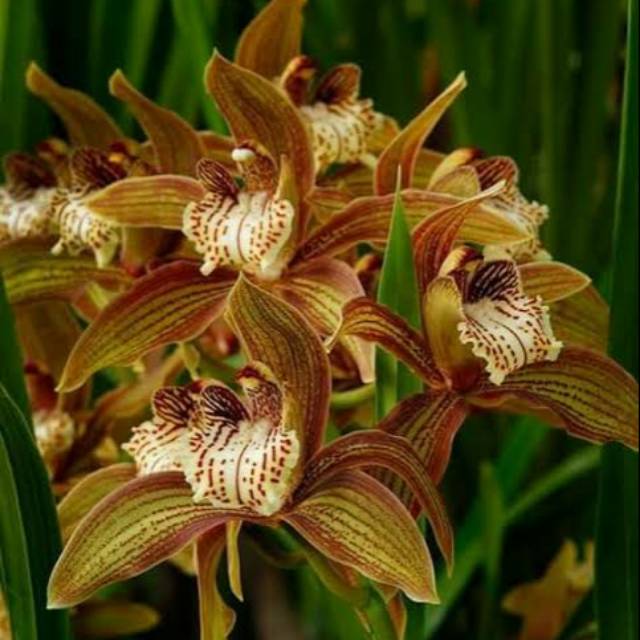 Cymbidium Iridioides Giganteum