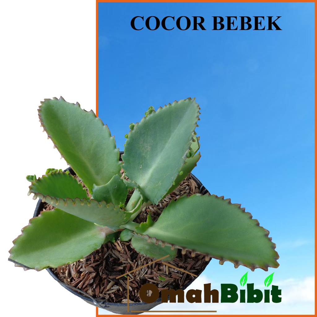 Tanaman Daun Cocor Bebek Pohon Hias Dan Obat Herbal Cipta