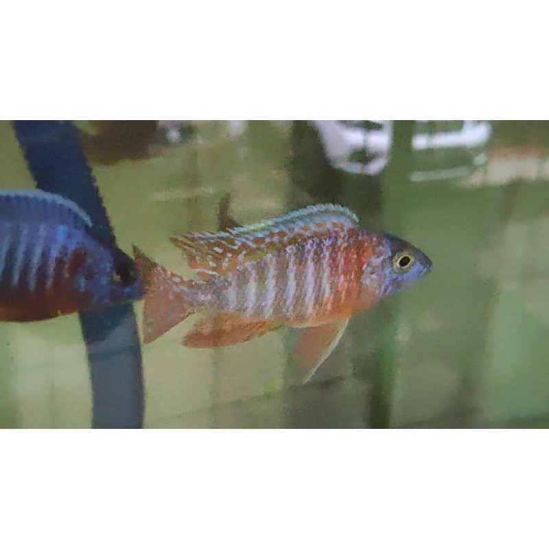 Aulonocara SP Cichlid - Eureka