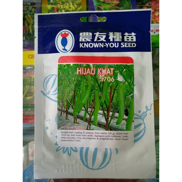 BENIH TERONG HIJAU KUAT