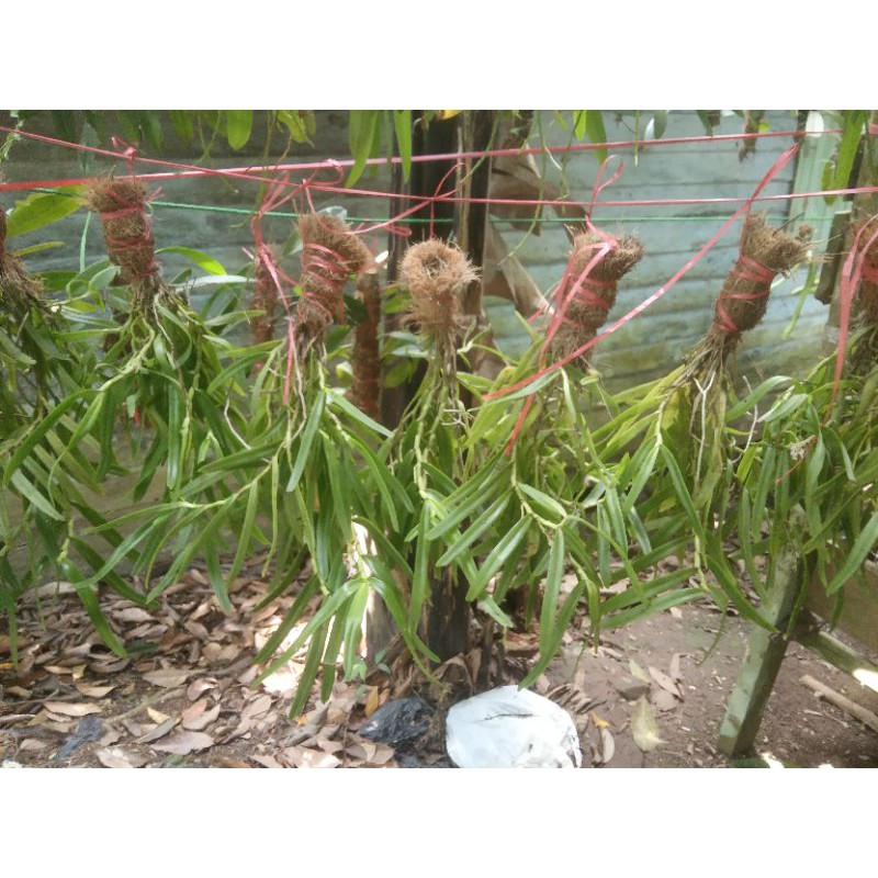 

angggrek hutan