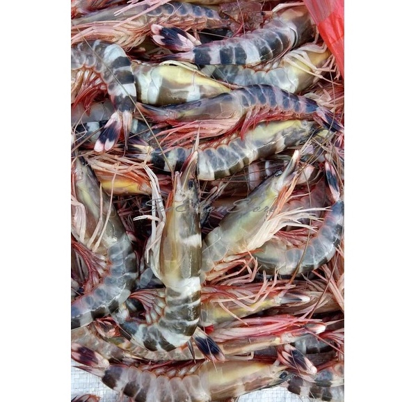 

Udang Segar Windu Laut Udang Loreng Fresh Garansi Segar