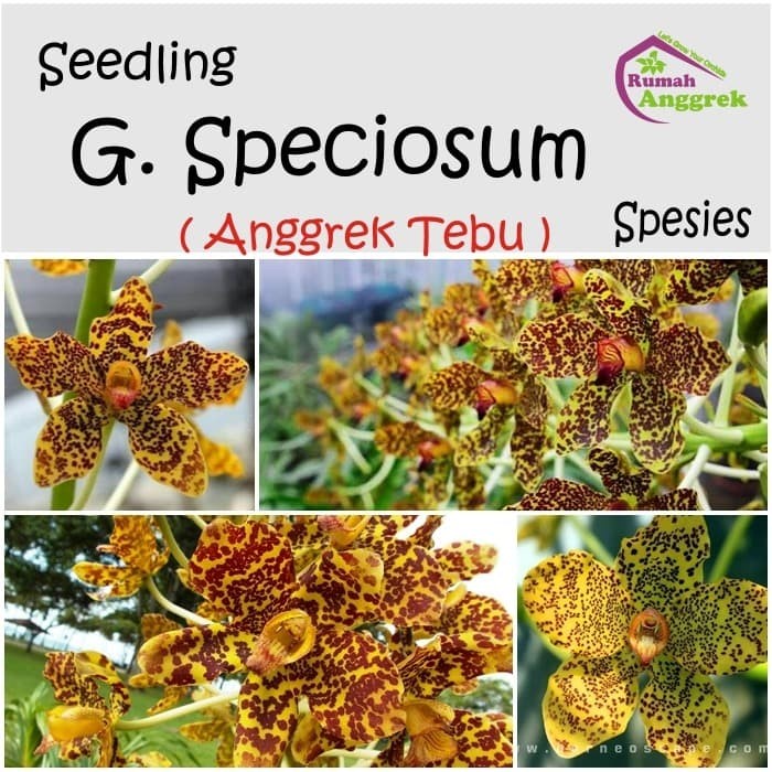 NEW Seedling Grammatophyllum Speciosum spesies anggrek tebu papua gramma l