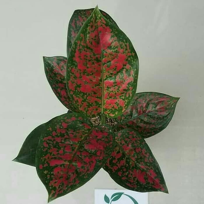 Tanaman Hias Aglonema Red Spider