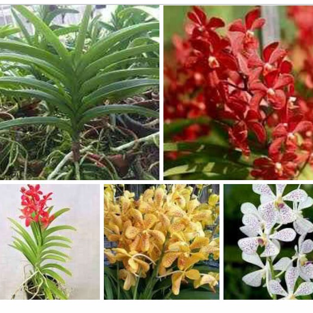 anggrek vanda mokara dewasa