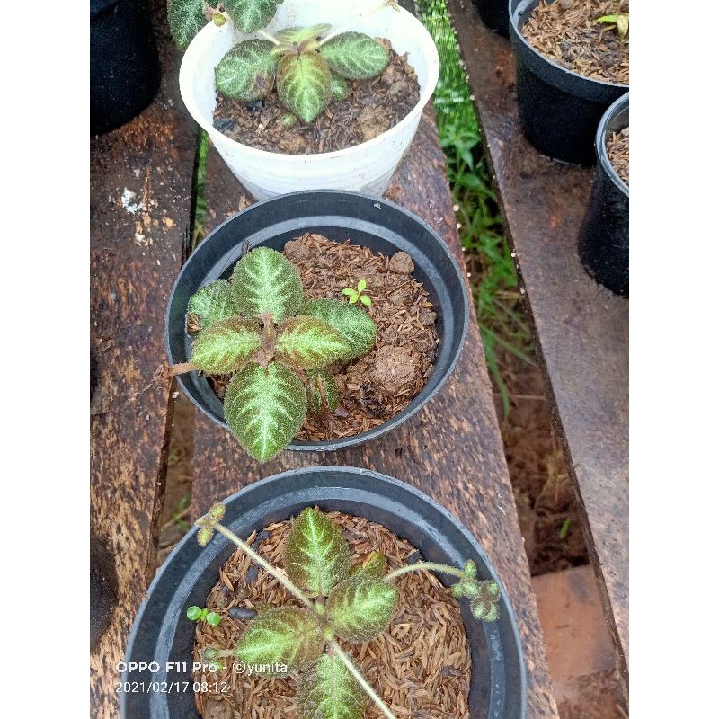 episcia pink panther