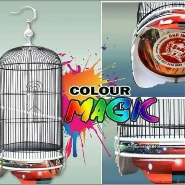 Tebok Lovebird BNR colour magic