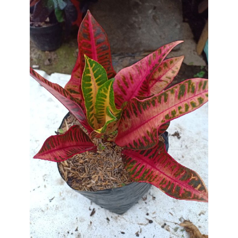 Tanaman Hias Puring Pink Meridian