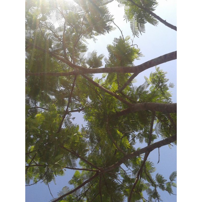 

Daun benalu petai segar fresh