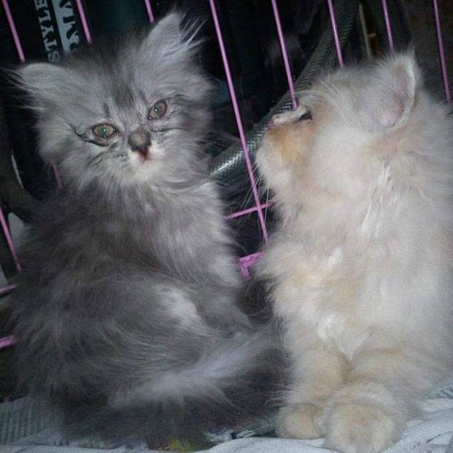 ratna_rafael