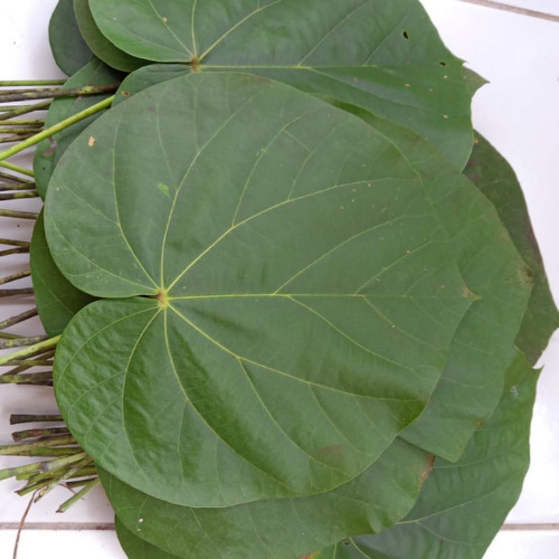 

JUAL DAUN WARU HERBAL FRESS PER 1KG.