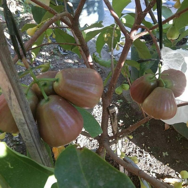 jambu air bajang leang terlaris