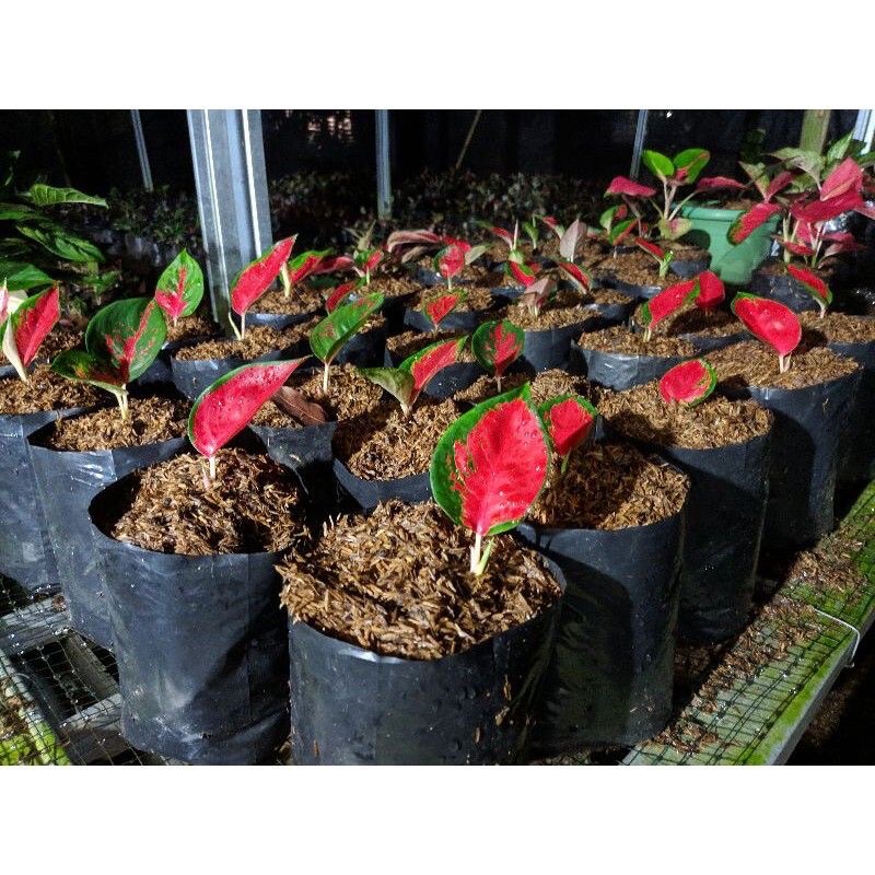 Aglonema Suksom Jaipong Anakan/Baby