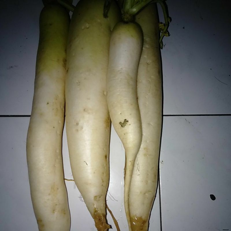 Jual Sayur Lobak Putih Kilogram~raphanus Sativus Linn~sayur Lobak Kg