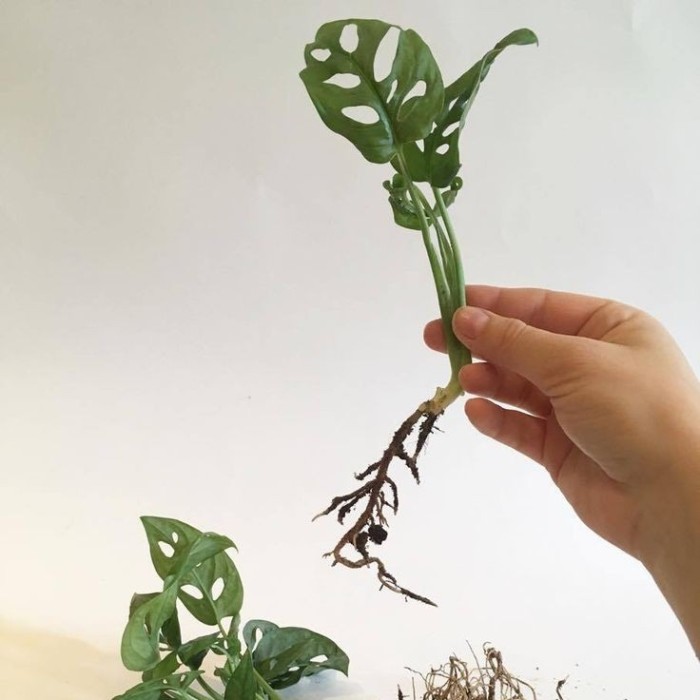 Philodendron Monstera Adansonii 'Janda Bolong' / Tanaman Hias Hidup