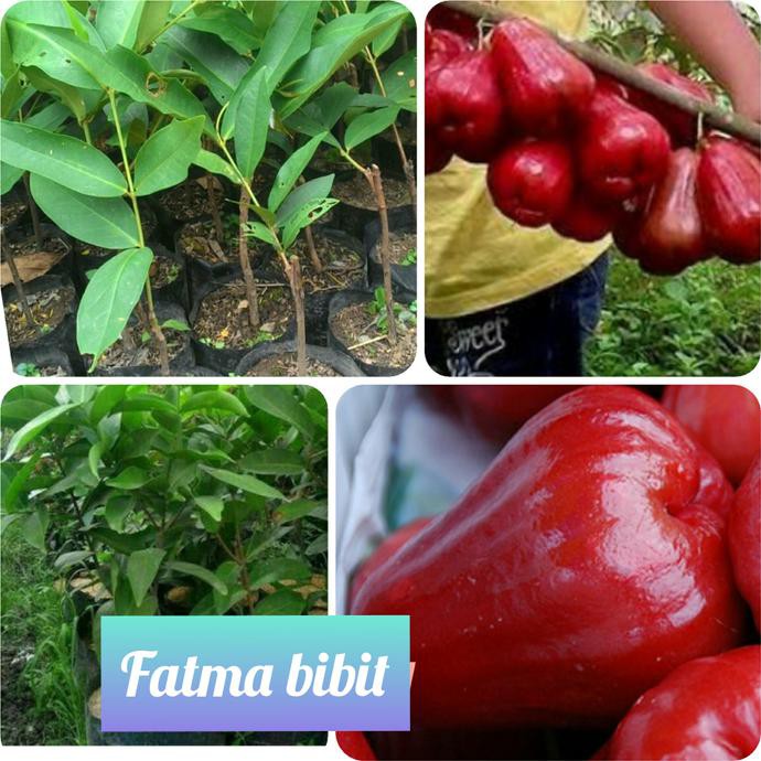 Bibit Tanaman Bibit Jambu Air Madu Merah