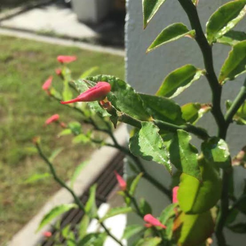 bibit tanaman hias cucak rowo bunga merah/ bibig cucak rowo bunga merah