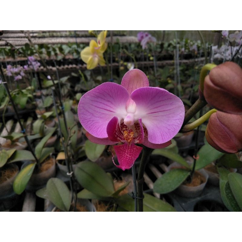 anggrek bulan pink bunga medium grade B afkiran phalaenopsis hybrid murah cod