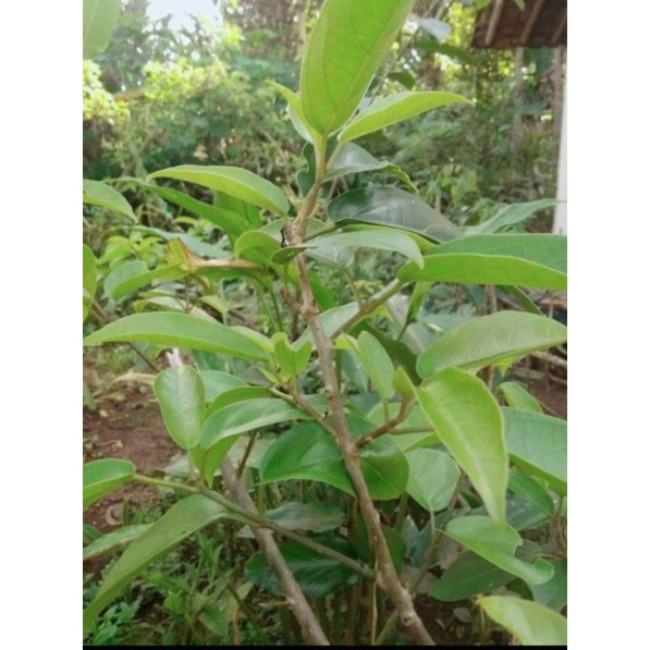 

Daun cincow pres segr 50 lembr