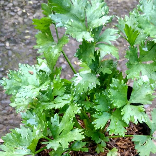 Contoh Gambar Daun Seledri Gambar Bagian Tumbuhan Contoh Gambar Daun Seledri Gambar Bagian Tumbuhan